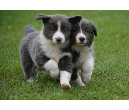 two cute Blue Border Collie puppies running in the lawn