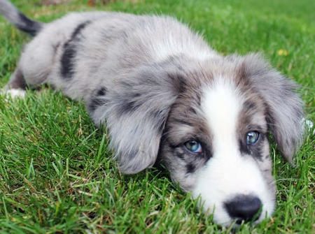 Blue Border Collie puppy lying down on the green grass