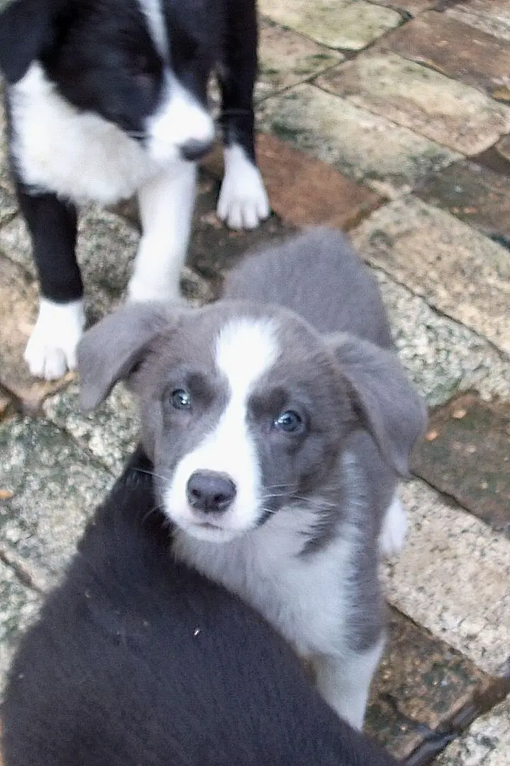 Blue Border Collie puppy taking a walk with other dogs