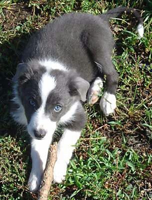 Blue Border Collie puppy lying on the grass