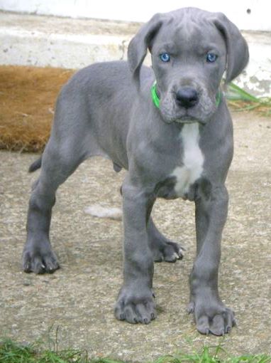 Blue Great Dane dog taking a walk at the park