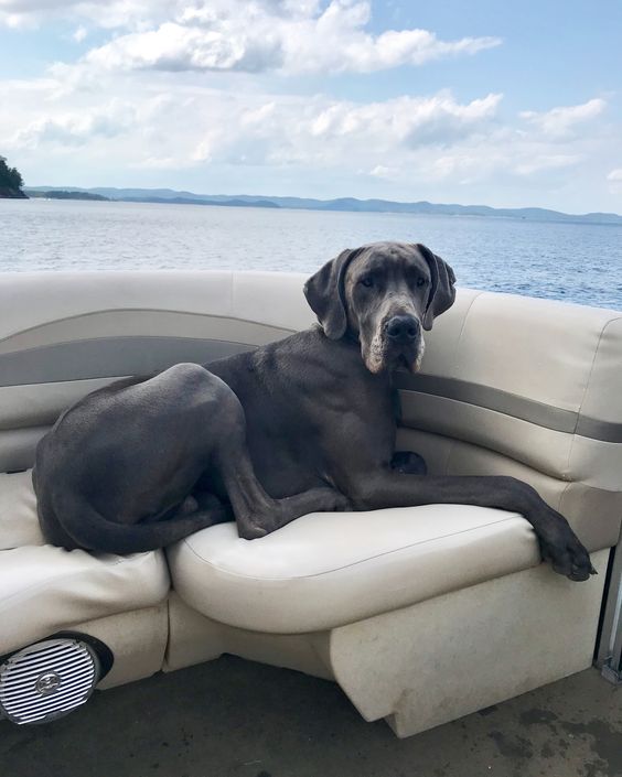 Blue Great Dane dog lying on the mattress inside a boat