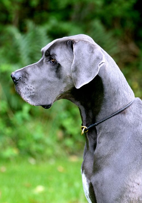 Blue Great Dane dog at the park
