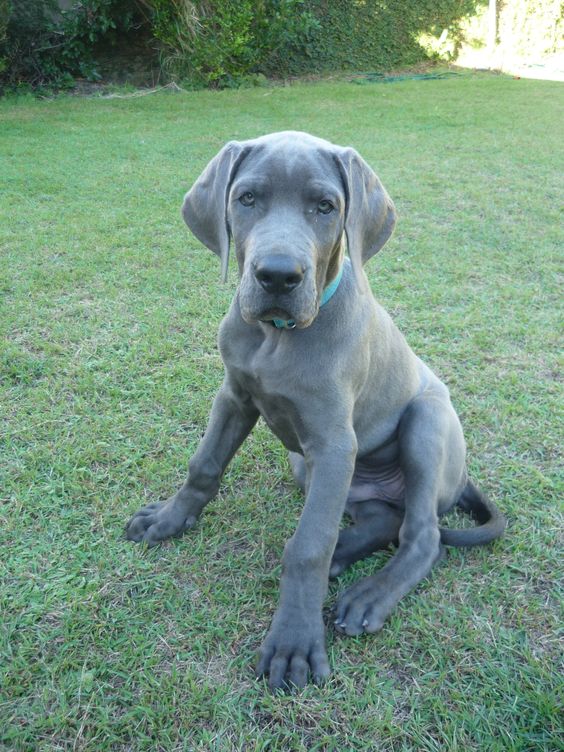 Blue Great Dane puppy sitting on a green grass