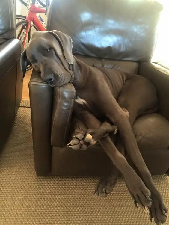 Blue Great Dane sitting on a couch