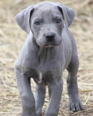 33 Cutest Blue Great Dane Pictures Ever | The Paws