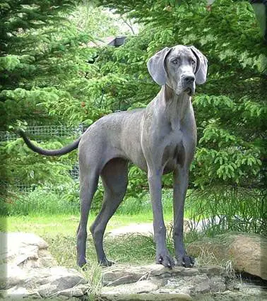  Blue Great Dane in the forest