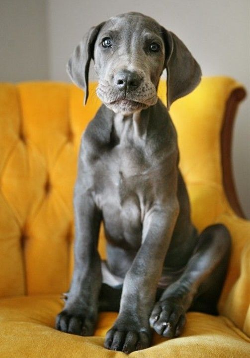 Blue Great Dane sitting on a yellow chair