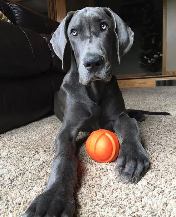 Blue Great Dane dog lying on the floor with a ball