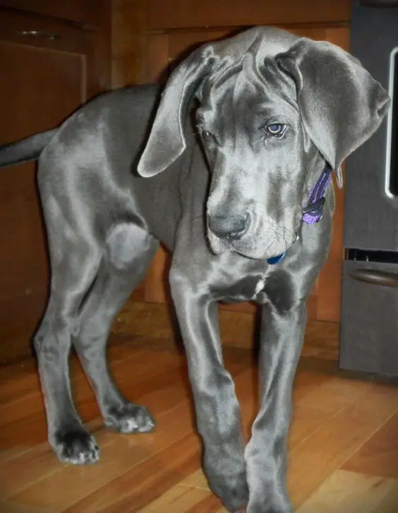 Blue Great Dane in the kitchen