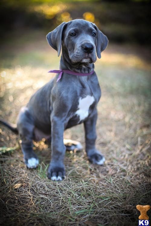  Blue Great Dane puppy sitting on the grass