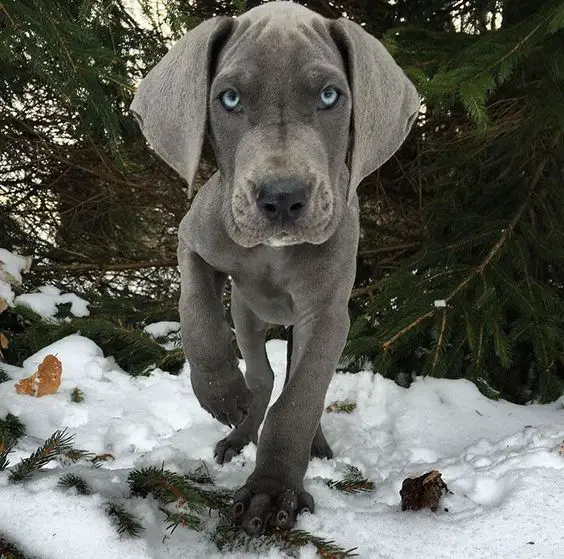 Blue Great Dane puppy taking a walk in snow