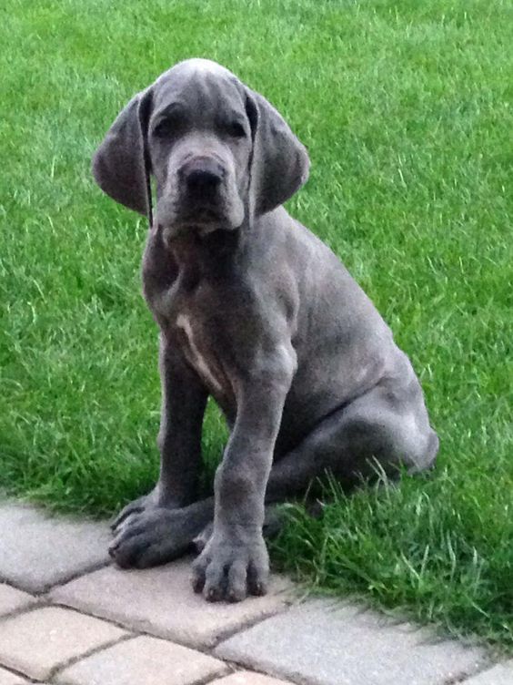 Blue Great Dane dog sitting on the green grass
