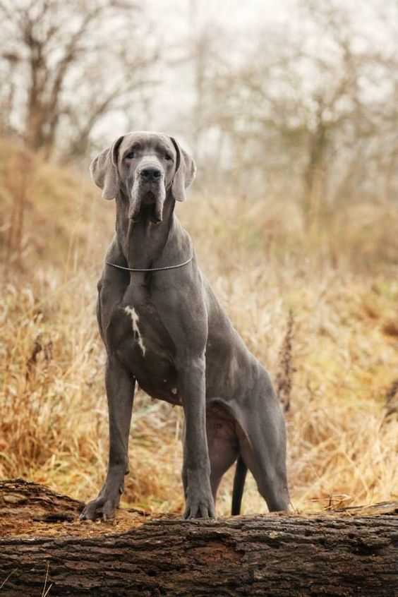 Blue Great Dane dog in the forest