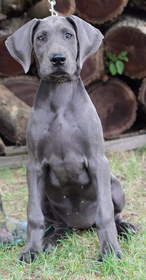 Blue Great Dane dog sitting on the grass