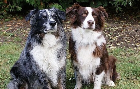 collie australian shepard mix