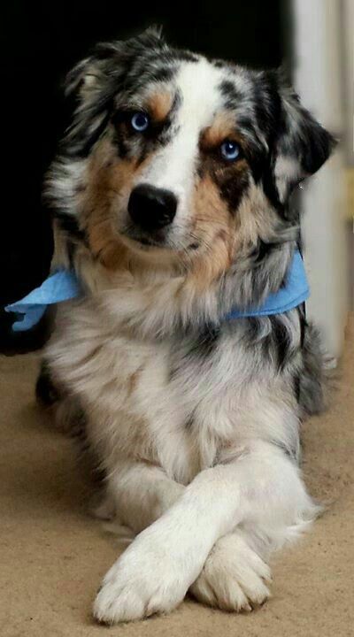 black, brown, and white patterned Aussieollie dog wearing a blue scarf