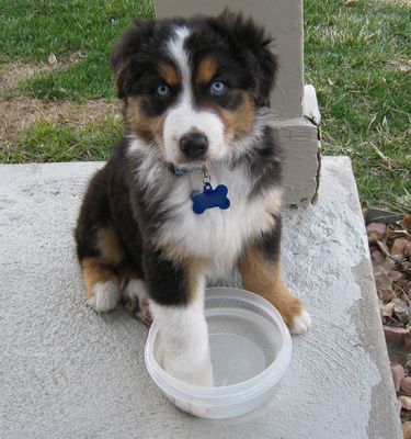 black, brown and white furred Aussieollie puppy with its one hand in a bowl while sitting on the floor outdoors