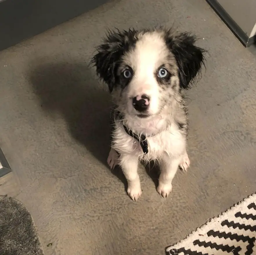 black and white furred Border-Aussie puppy sitting on the floor