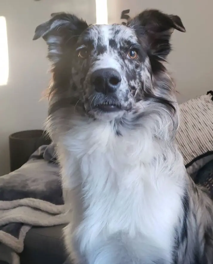 Aussieollie sitting on the couch with its curious face
