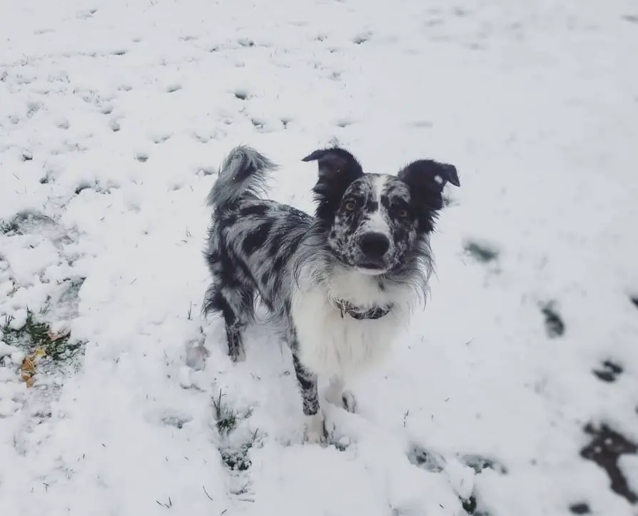 dotted black and white Australian Shepherd / Border Collie Mix in snow