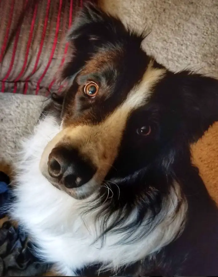 curious face of a Aussieollie dog while sitting on the floor