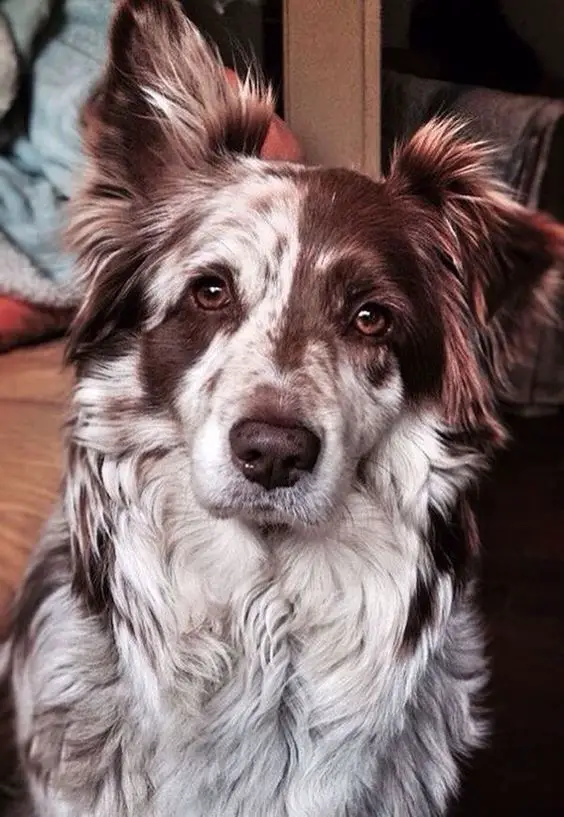 17 Australian Shepherds Mixed With Border Collie Page 3