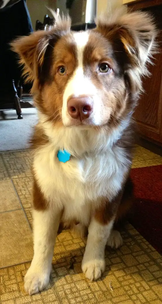 brown and white patterned Border-Aussie dog