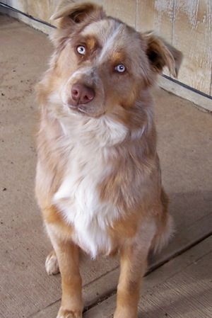 yellow and white furred and blue eyes Border-Aussie sitting on the floor