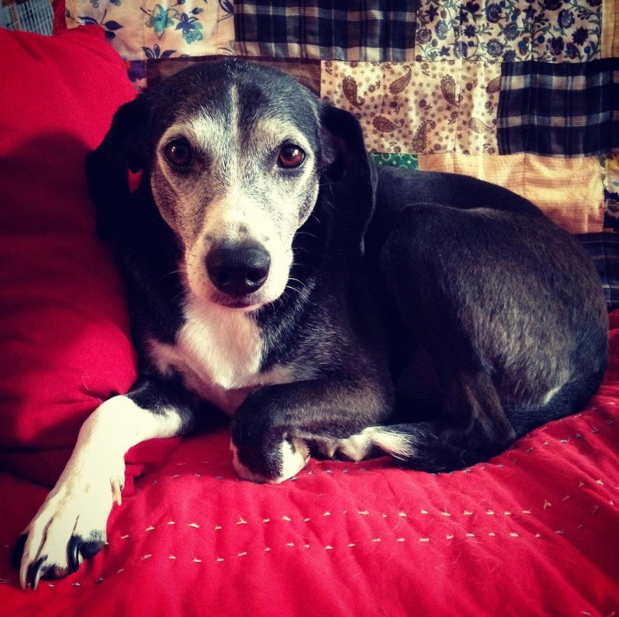 A Border Beagle lying on the bed