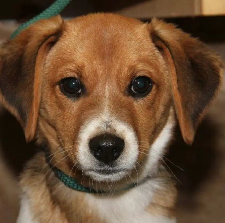 A Border Beagle puppy