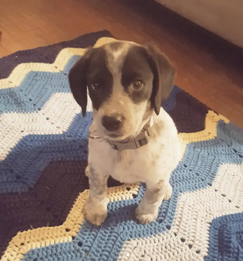 A Border Beagle puppy sitting on the carpet