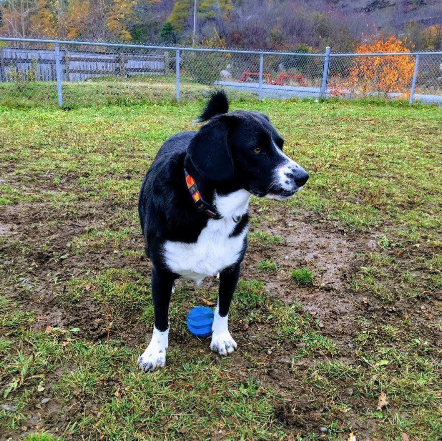 A Border Beagle standing in the yard