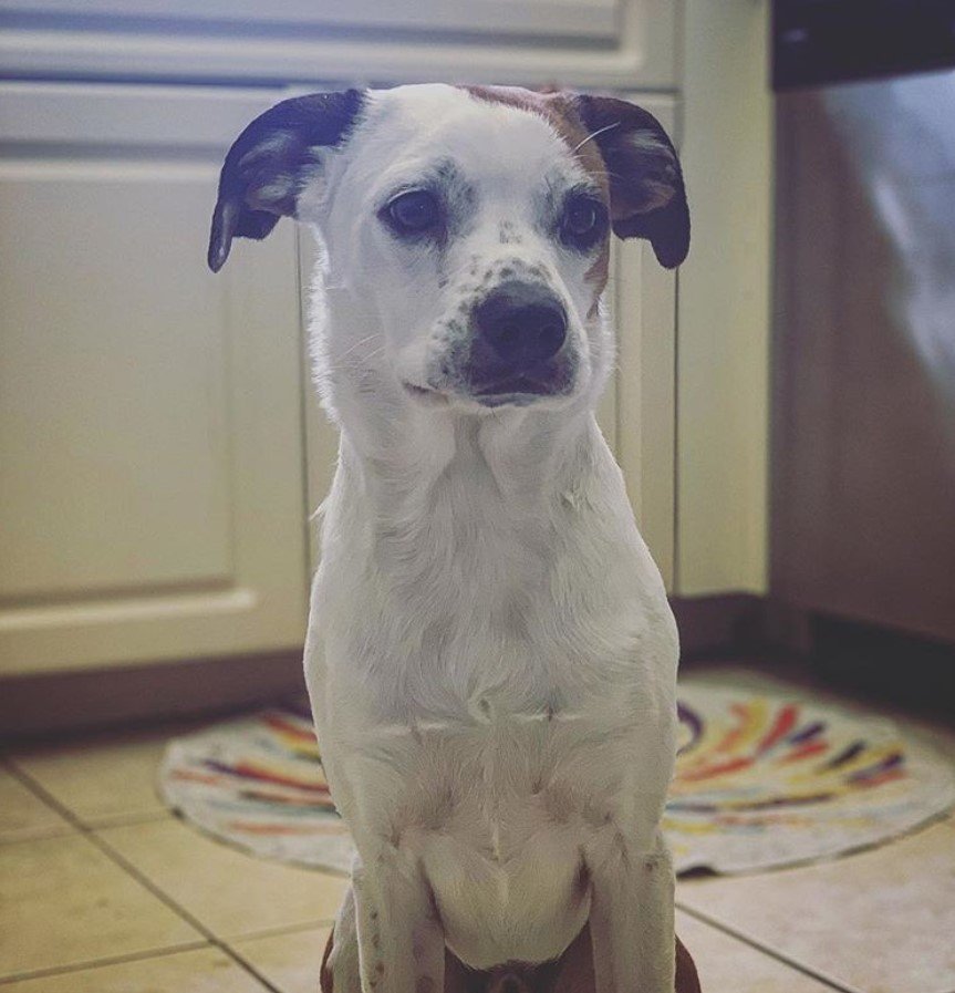 A Border Beagle sitting on the kitchen floor with its sad face