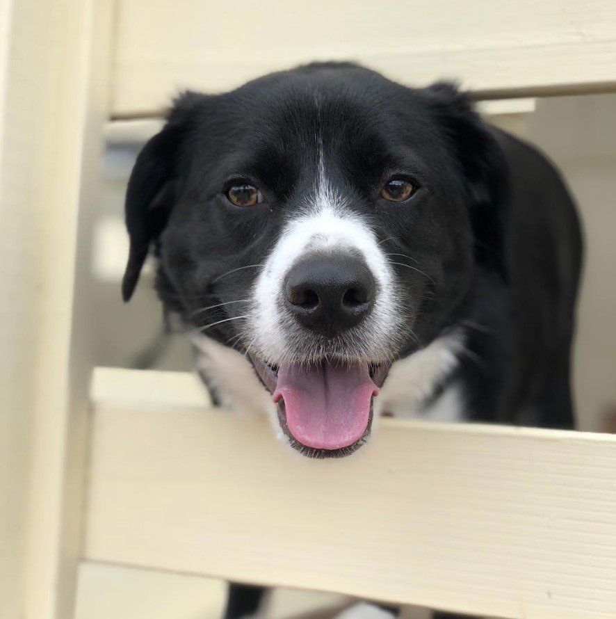 A Border Beagle with its face through the fence