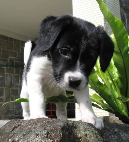 A Border Beagle puppy in the garden