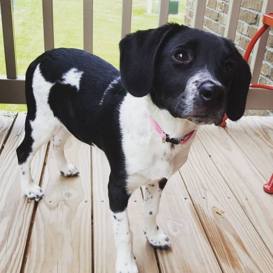 A Border Beagle puppy standing in the balcony