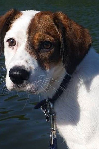 A Border Beagle at the beach