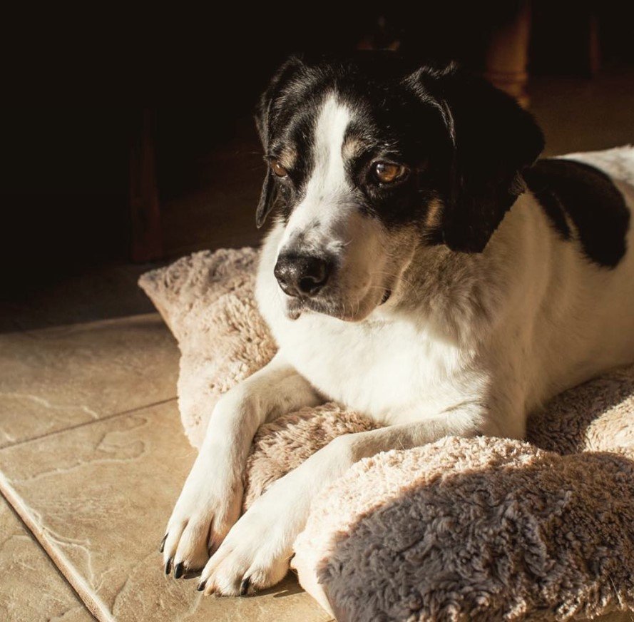 A Border Beagle lying on the bed with sunlight on its face