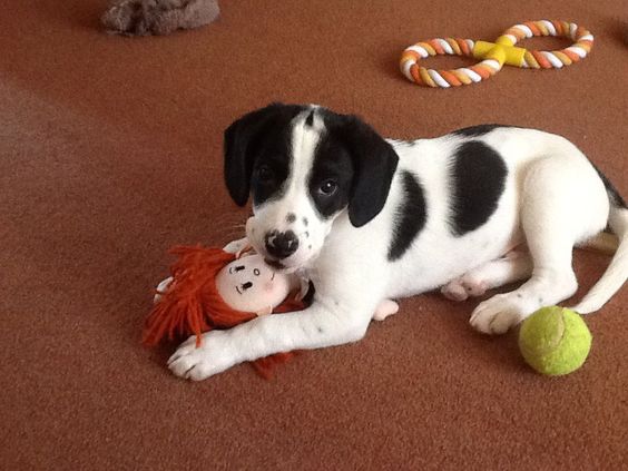 A Border Beagle puppy lying o the floor while playing with its toys