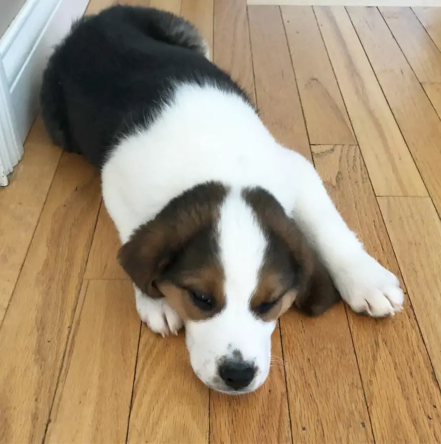 A tired Border Beagle lying on the floor