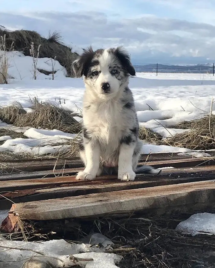 A Border Beagle puppy sitting on the wooden floor in a snow