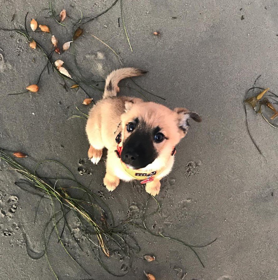 A Border Beagle puppy sitting in the sand at the beach