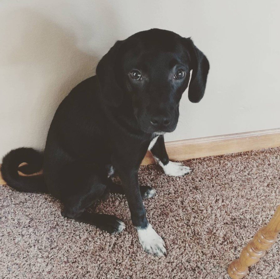 A Border Beagle puppy sitting on the floor by the wall