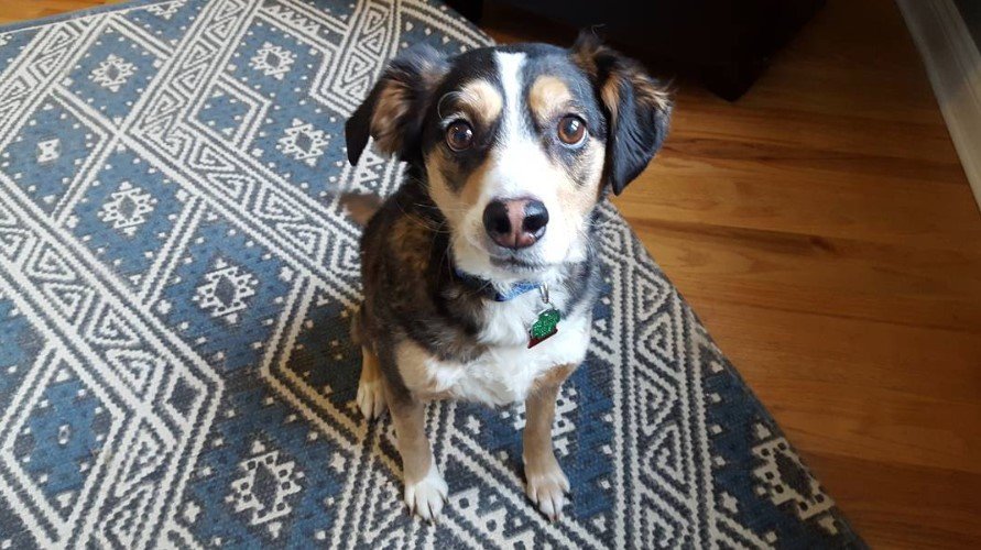 A Border Beagle sitting on the carpet