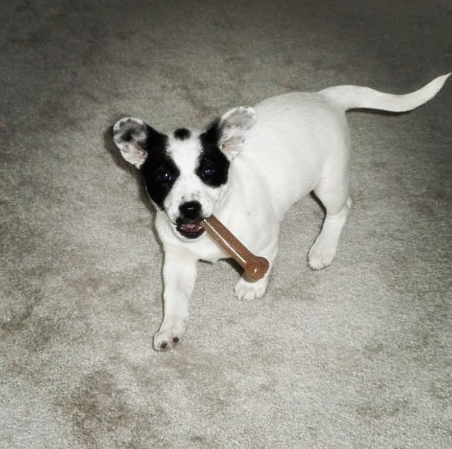 A Border Beagle walking on the floor with a toy in its mouth