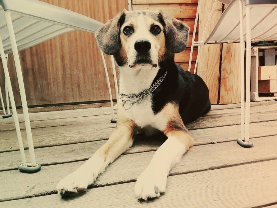 A Border Beagle lying on the wooden floor in the front porch