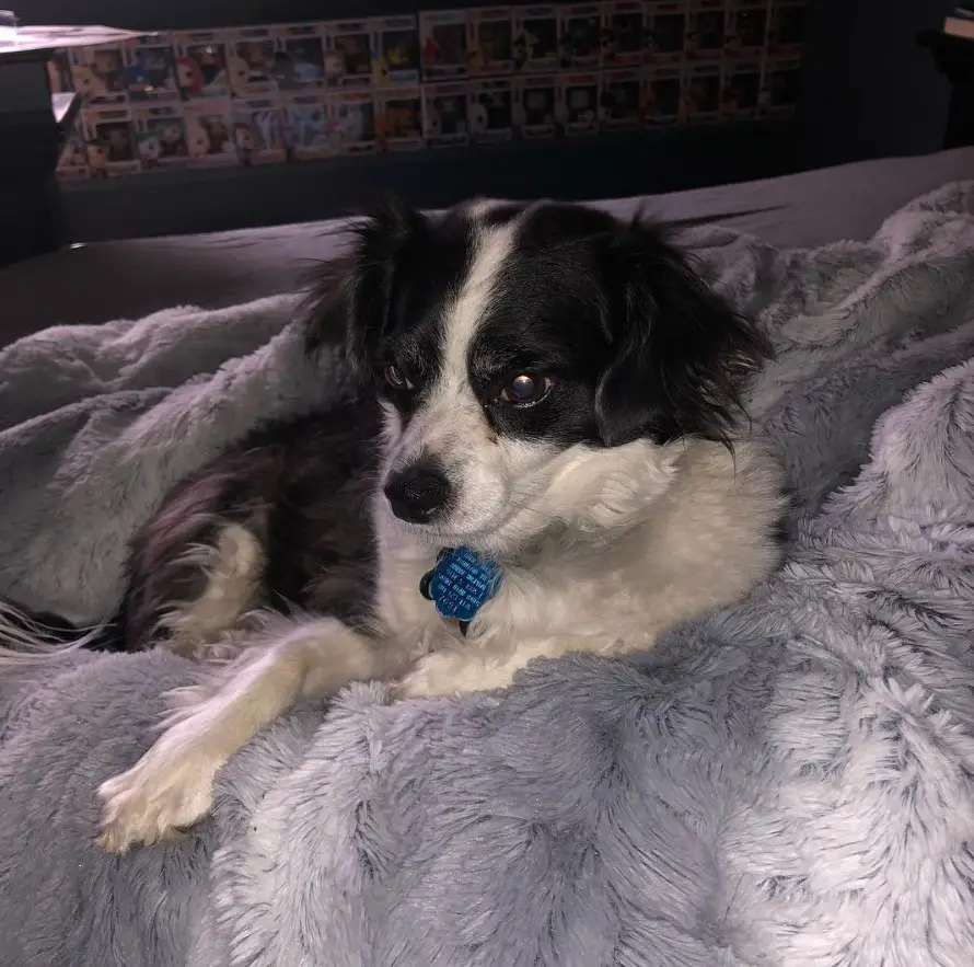 A black and white Border Collie Chihuahua mix lying bed