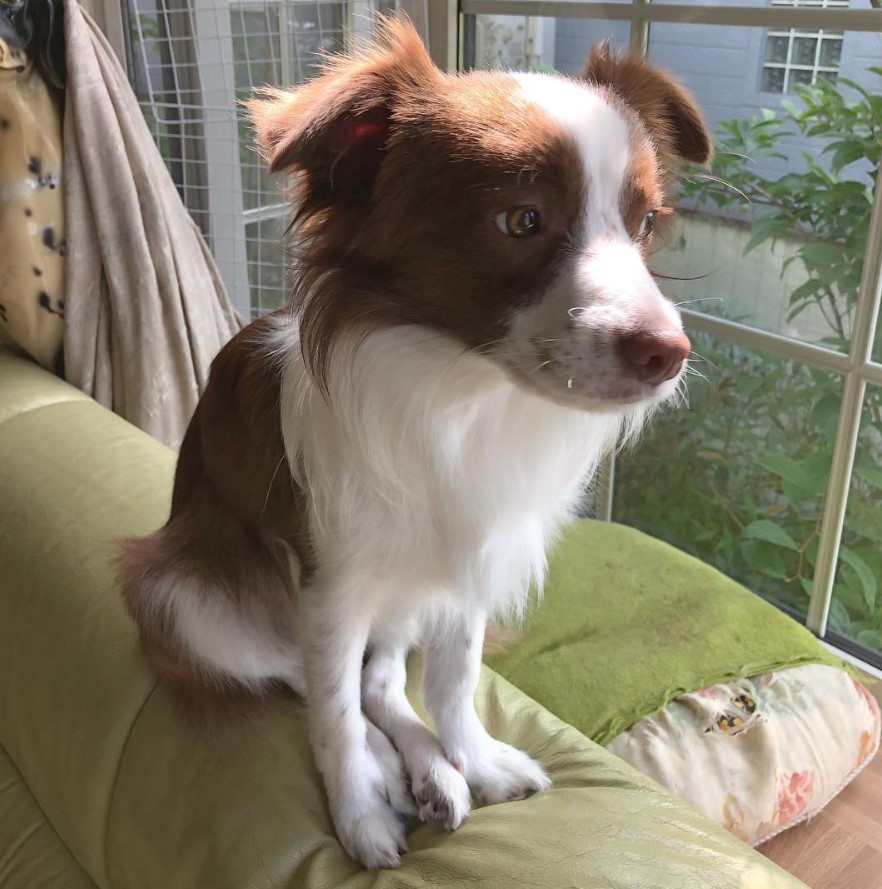 A red and white colored Border Collie Chihuahua mix sitting on top of the couch