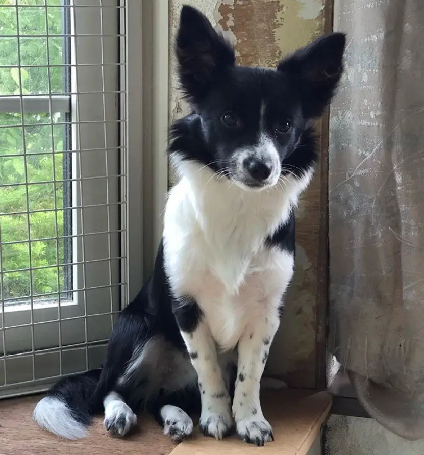 A black and white Border Collie Chihuahua mix sitting on top of the window sill
